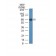 Estrogen Receptor(ER505), CF594 conjugate, 0.1mg/mL