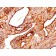 Cytokeratin 8(TS1), CF594 conjugate, 0.1mg/mL