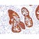 Cytokeratin 19(A53-B/A2.26 + BA17), CF594 conjugate, 0.1mg/mL