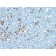 Human Kappa Light Chain(HP6053 + L1C1), CF594 conjugate, 0.1mg/mL