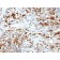 CD79a(IGA/764), CF594 conjugate, 0.1mg/mL