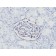 WT1 (Wilm's Tumor 1)(6F-H2), CF594 conjugate, 0.1mg/mL