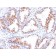 Androgen Receptor(DHTR/882), CF594 conjugate, 0.1mg/mL