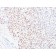 MiTF (Microphthalmia Transcription Factor)(C5/D5), CF594 conjugate, 0.1mg/mL