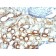 Mitochondrial Marker(AE-1), CF594 conjugate, 0.1mg/mL