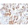 Mucin 5AC (MUC5AC)(MUC5AC/917), CF594 conjugate, 0.1mg/mL