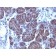 GLG1 (Golgi Complex)(GLG1/970), CF594 conjugate, 0.1mg/mL
