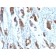 Mucin 5AC (MUC5AC)(58M1), CF594 conjugate, 0.1mg/mL