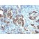 Cdc20(CDC20/1102), CF594 conjugate, 0.1mg/mL