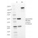 Human IgM (Immunoglobulin Mu Heavy Chain) (B-Cell Marker)(IGHM/1623), CF594 conjugate, 0.1mg/mL