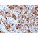 GP2 (Glycoprotein 2) / ZAP75 (GP2/1712), CF594 conjugate, 0.1mg/mL