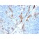 Cytokeratin 16 (KRT16) (Suprabasal Keratinocyte Marker)(KRT16/1714), CF594 conjugate, 0.1mg/mL