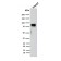 MDM2(SMP14), CF594 conjugate, 0.1mg/mL