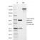 HSV1 (Herpes Simplex Virus Type I) ICP8(HSVI/2045), CF594 conjugate, 0.1mg/mL