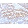 E-Cadherin (CDH1) / CD324 (Intercellular Junction Marker) (rCDH1/1525), CF594 conjugate, 0.1mg/mL