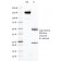 FOLH1 / PSMA (Prostate Epithelial Marker)(FOLH1/2121), CF594 conjugate, 0.1mg/mL