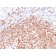 OCT-2 (POU2F2) (B-Cell Marker) (OCT2/2137), CF594 conjugate, 0.1mg/mL