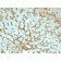 Biotium BNC942144-100, Albumin (Transport Protein) (ALB/2144), CF594 conjugate, 0.1mg/mL