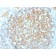 CD61 / Integrin 3 / Platelet Glycoprotein IIIa (Platelet Marker)(ITGB3/2145), CF594 conjugate, 0.1mg/mL