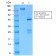 Biotium BNC942155-100, Catenin, gamma (Cardiomyocyte Marker)(CTNG/2155R), CF594 conjugate, 0.1mg/mL