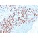 MMP9 (rMMP9/1769), CF594 conjugate, 0.1mg/mL