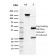 Glutathione S-Transferase Mu3 (GSTM3)(CPTC-GSTMu3-1), CF594 conjugate, 0.1mg/mL