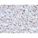 Prolactin (Pituitary Tumor Marker)(PRL/2643), CF594 conjugate, 0.1mg/mL