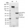 XRCC3(10F1/6), CF594 conjugate, 0.1mg/mL