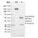 EGLN1 / PHD2(366G/76/3), CF594 conjugate, 0.1mg/mL