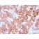 HER-2 / c-erbB-2 / neu / CD340(ERBB2/3079), CF594 conjugate, 0.1mg/mL