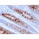MUC4 (Mucin 4 / Gastric Mucin)(MUC4/3105), CF594 conjugate, 0.1mg/mL