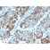 OX40 / CD134/ TNFRSF4 (Immuno-Oncology Target)(OX40/3108), CF594 conjugate, 0.1mg/mL