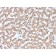 Prohibitin (Mitochondrial Marker)(PHB/3229), CF594 conjugate, 0.1mg/mL