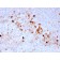 Endoglin / CD105 (Angiogenesis Marker)(ENG/3269), CF594 conjugate, 0.1mg/mL