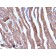 Liver Canuliculi(HSA98), Biotin conjugate, 0.1mg/mL