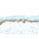 Cytokeratin, Acidic (Type I or LMW) (Epithelial Marker)(AE-1),  Biotin conjugate, 0.1mg/mL