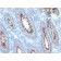 CD66 (CEA)(C66/261), Biotin conjugate, 0.1mg/mL