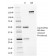 HER-2 / CD340(HRB2/282), Biotin conjugate, 0.1mg/mL