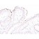 Helicobacter pylori(Rabbit PAb), Biotin conjugate, 0.1mg/mL