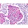 Beta Catenin (p120)(Rabbit PAb), Biotin conjugate, 0.1mg/mL