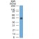Ep-CAM / CD326 (Rat)(GZ-20),  Biotin conjugate, 0.1mg/mL