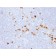 Human IgG (Immunoglobulin Gamma Heavy Chain) (B-Cell Marker) (IG507R),  Biotin conjugate, 0.1mg/mL