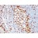 ZAP70(ZAP70/528), Biotin conjugate, 0.1mg/mL