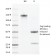 VEGF-R2 / CD309 / Flk-1 / KDR3(DC101),  Biotin conjugate, 0.1mg/mL
