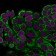 Cytokeratin 18(DE-K18), Biotin conjugate, 0.1mg/mL