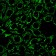 Mitochondrial Marker(MTC719), Biotin conjugate, 0.1mg/mL