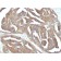 GnRH-Receptor (LHRH Receptor)(F1G4), Biotin conjugate, 0.1mg/mL