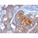 IgA Secretory Component(ECM1/792), Biotin conjugate, 0.1mg/mL