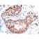 TRP1 (Tyrosinase Related Protein 1) (TA99 + TYRP1/807), Biotin conjugate, 0.1mg/mL