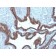 Cytokeratin 7(KRT7/903), Biotin conjugate, 0.1mg/mL